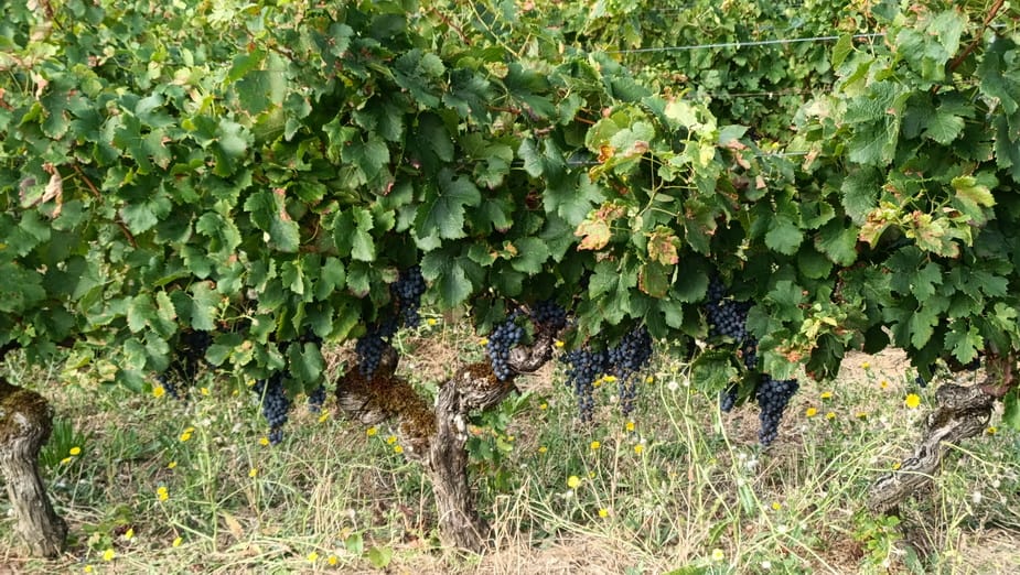 diapo_cordes_Gaillac_07.jpg