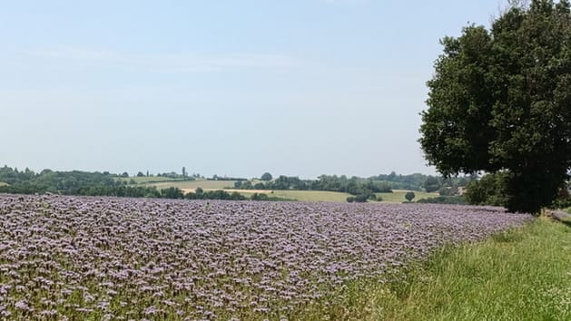 diapo_rabastens_montastruc_10.jpg